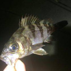 メ…メバリング！！