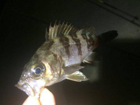 メ…メバリング！！