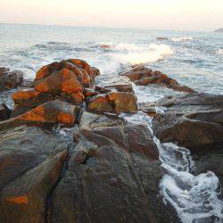 グレ少し釣れました・・・・