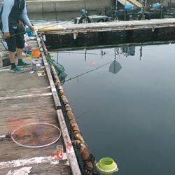 海上釣り堀岬でカンパチ、ヒラマサ狙い