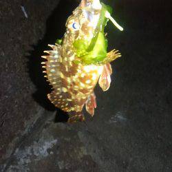 早朝メバリング