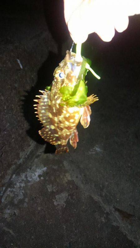 早朝メバリング