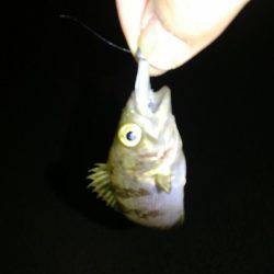 早朝メバリング