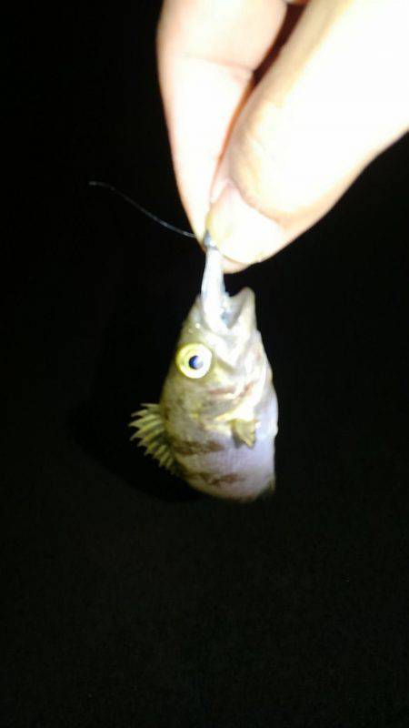 早朝メバリング