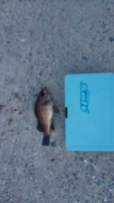 GW突入メバリング