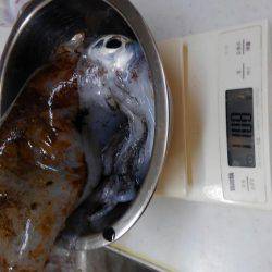 ショアジギボウズ