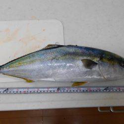 ショアジギボウズではない