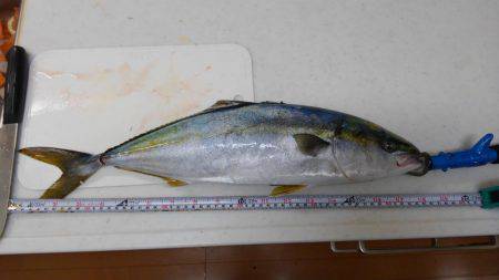 ショアジギボウズではない