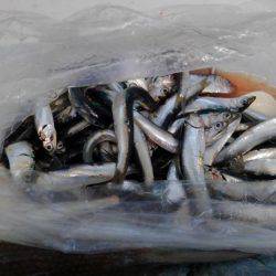 エソ釣りのつもりがイワシ釣り