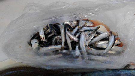 エソ釣りのつもりがイワシ釣り