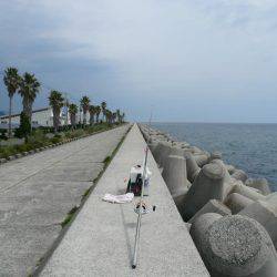 佐野でキスが釣れ始めました
