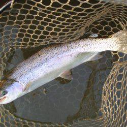 大安トラウトレイク 釣果