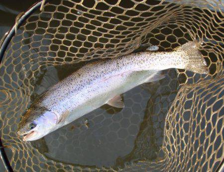 大安トラウトレイク 釣果