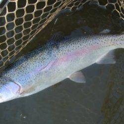 大安トラウトレイク 釣果