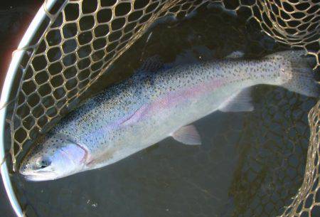 大安トラウトレイク 釣果