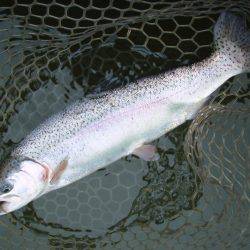 大安トラウトレイク 釣果