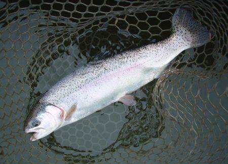 大安トラウトレイク 釣果