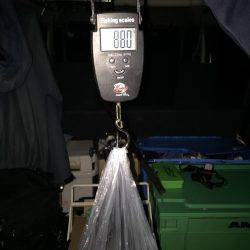 石津浜　アオリイカエギング