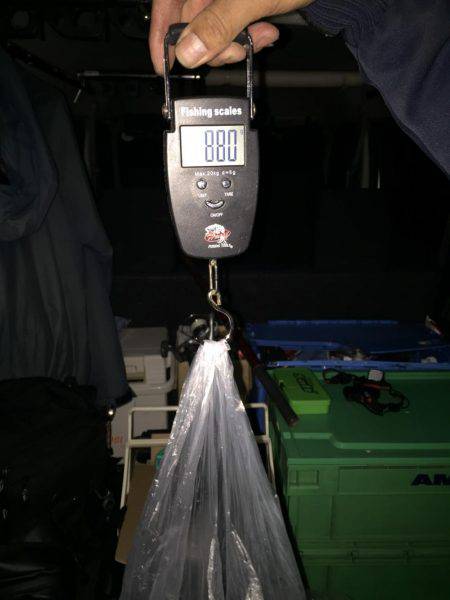 石津浜　アオリイカエギング