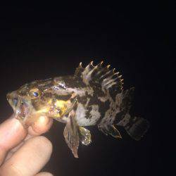 チヌ＆キビレ！