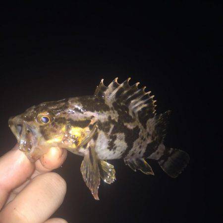 チヌ＆キビレ！