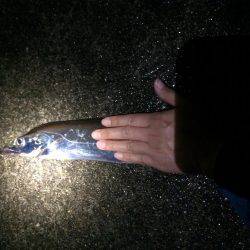 雨の中釣行、太刀魚、アオリイカ、コウイカ、メバル、タコ