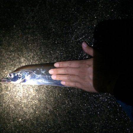 雨の中釣行、太刀魚、アオリイカ、コウイカ、メバル、タコ