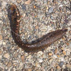 3ヶ月ぶりの獲物