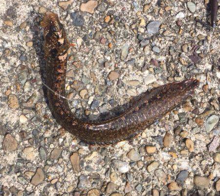 3ヶ月ぶりの獲物