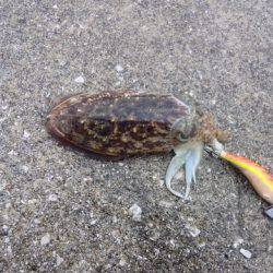 爆風でも何とか