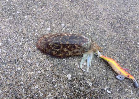 爆風でも何とか