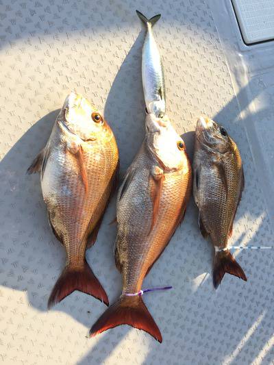 ミタチ丸 釣果