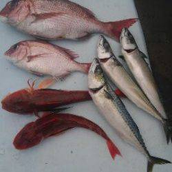 東京湾探釣隊ぼっち 釣果