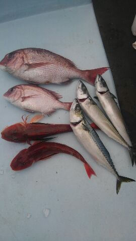 東京湾探釣隊ぼっち 釣果