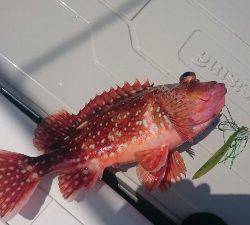 IDATEN(イダテン) 釣果