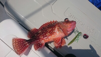 IDATEN(イダテン) 釣果