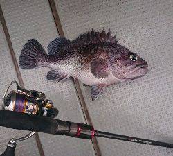 IDATEN（イダテン） 釣果