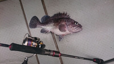 IDATEN（イダテン） 釣果