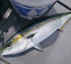 IDATEN(イダテン) 釣果