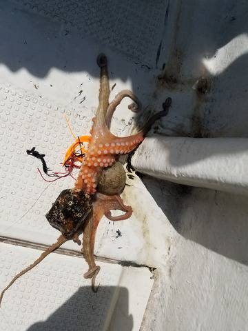 遊漁船 ニライカナイ 釣果