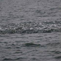 へいみつ丸 釣果