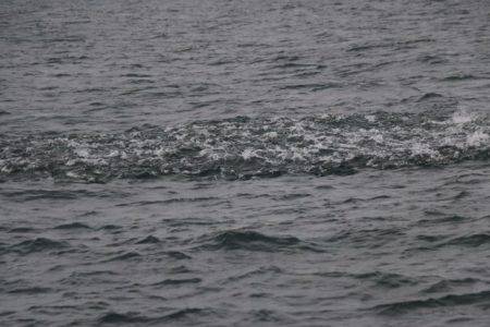 へいみつ丸 釣果