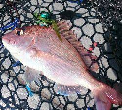 IDATEN(イダテン) 釣果