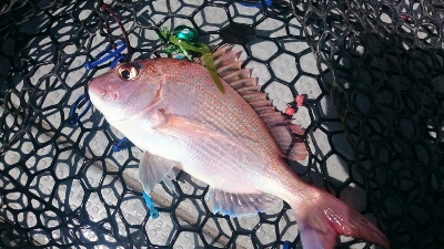 IDATEN(イダテン) 釣果