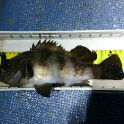 釣り船武蔵 釣果