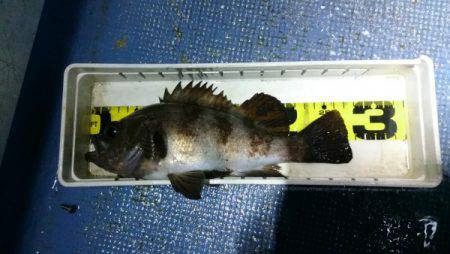 釣り船武蔵 釣果