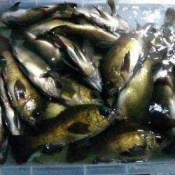 釣り船武蔵 釣果