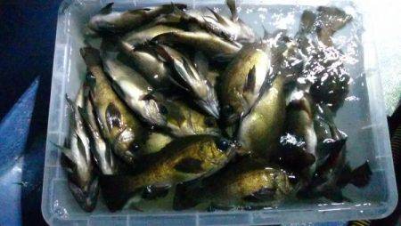 釣り船武蔵 釣果