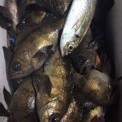 釣り船武蔵 釣果