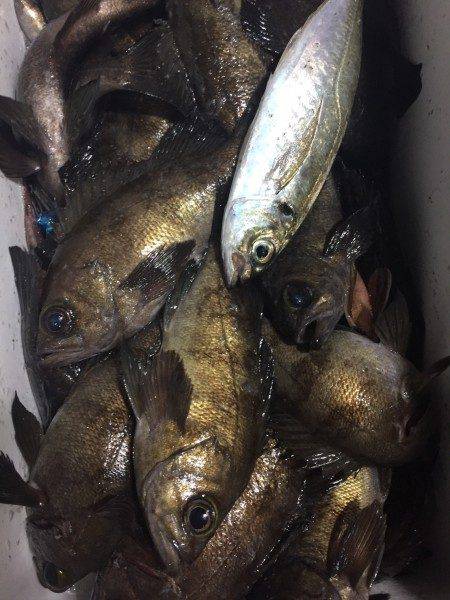 釣り船武蔵 釣果